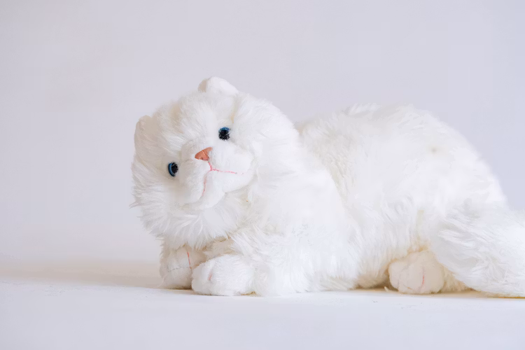 Angora katt