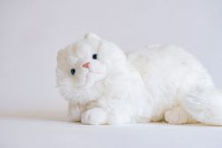 Angora katt