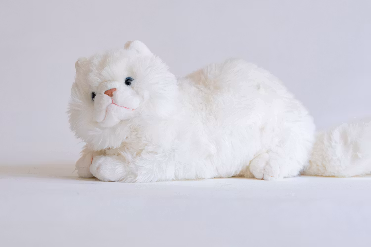 Angora katt
