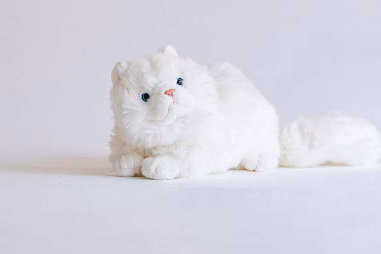 Angora katt