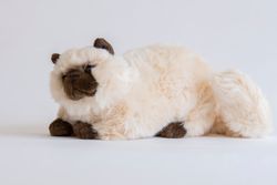 Birma katt