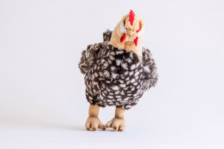 Höna med Ägg