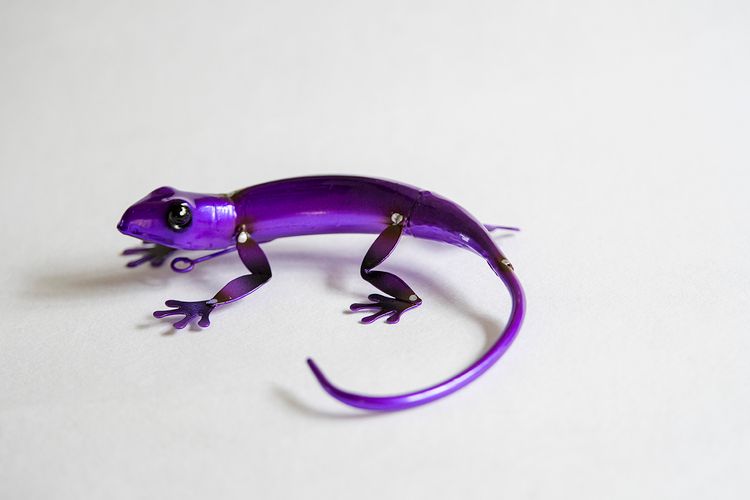 Gecko ödla  lila