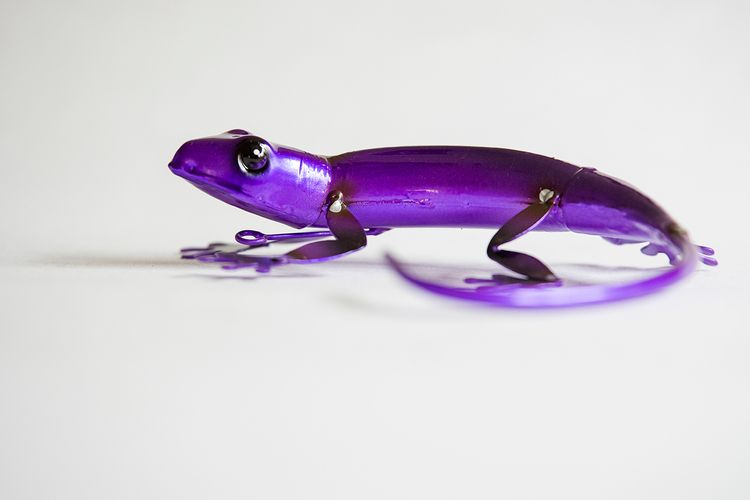 Gecko ödla  lila