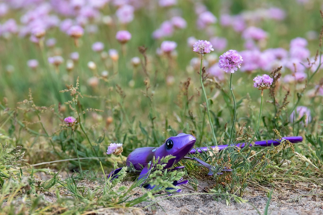 Gecko ödla  lila