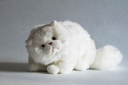 Angora katt