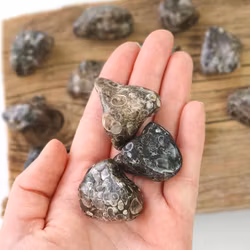 Turitella Agat, trumlade