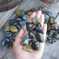 Oceanjaspis, trumlade