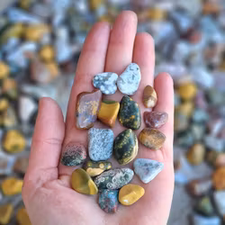 Oceanjaspis, små trumlade