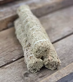 Blå Salvia, extra stor (Shasta Sage)