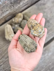 Trilobit fossil, små per styck