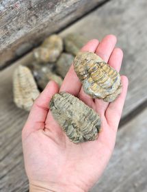 Trilobit fossil, små per styck