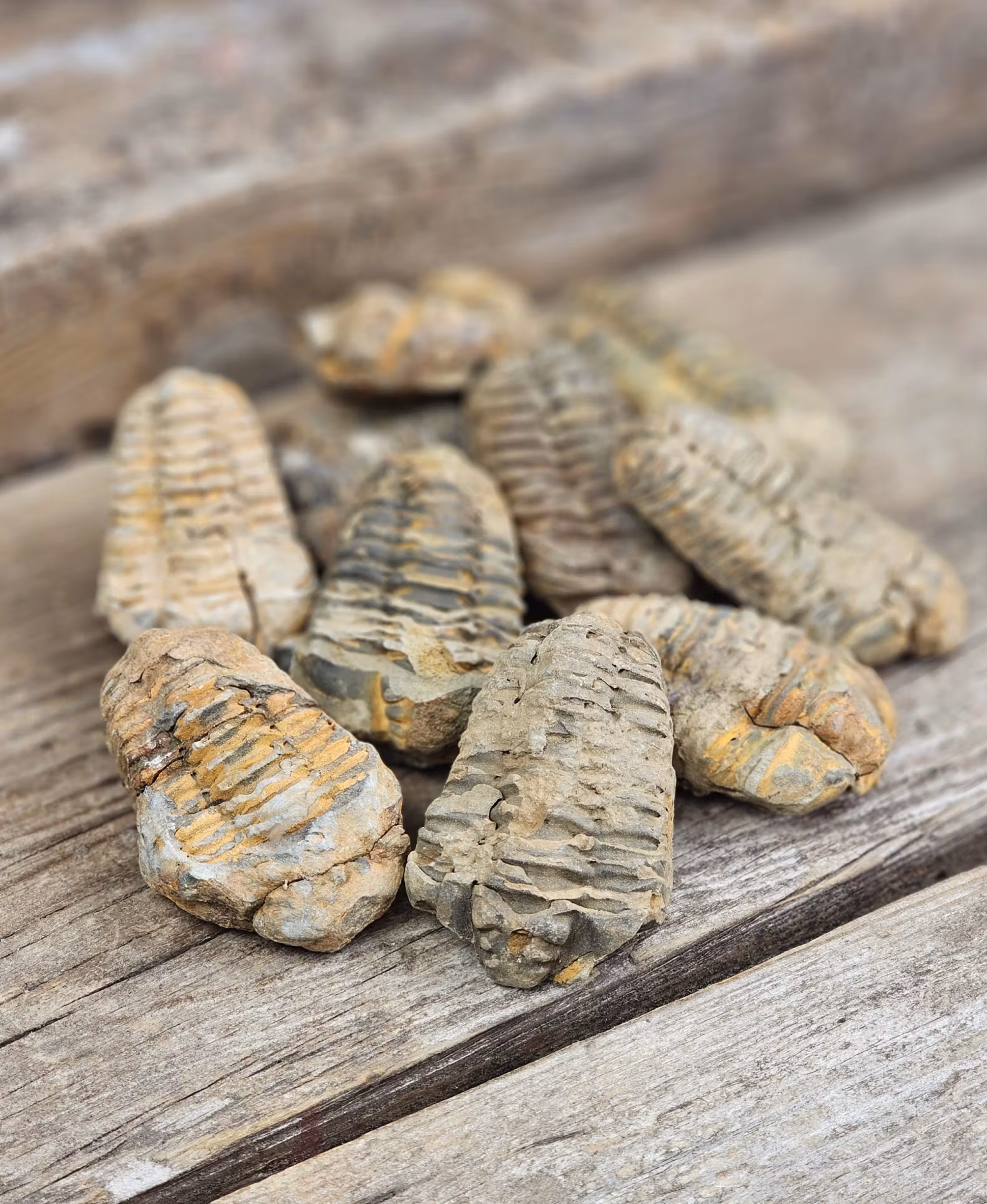 Trilobit fossil, små per styck