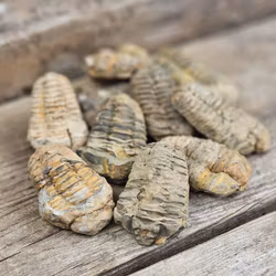 Trilobit fossil, små per styck