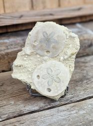 Scutella Sjöborre fossil #1