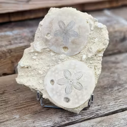 Scutella Sjöborre fossil #1