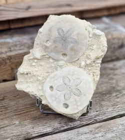 Scutella Sjöborre fossil #1