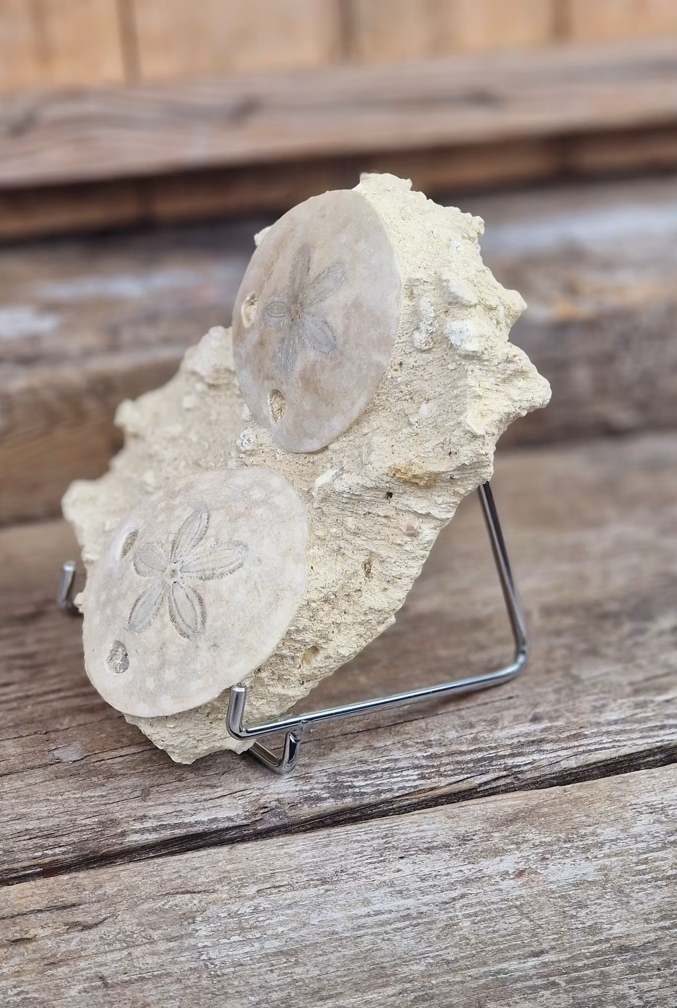 Scutella Sjöborre fossil