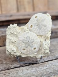 Scutella Sjöborre fossil #2