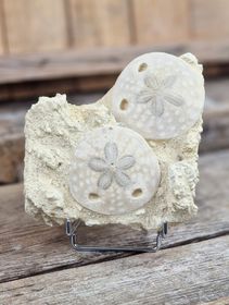 Scutella Sjöborre fossil #2