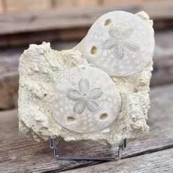 Scutella Sjöborre fossil #2