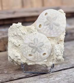 Scutella Sjöborre fossil #2