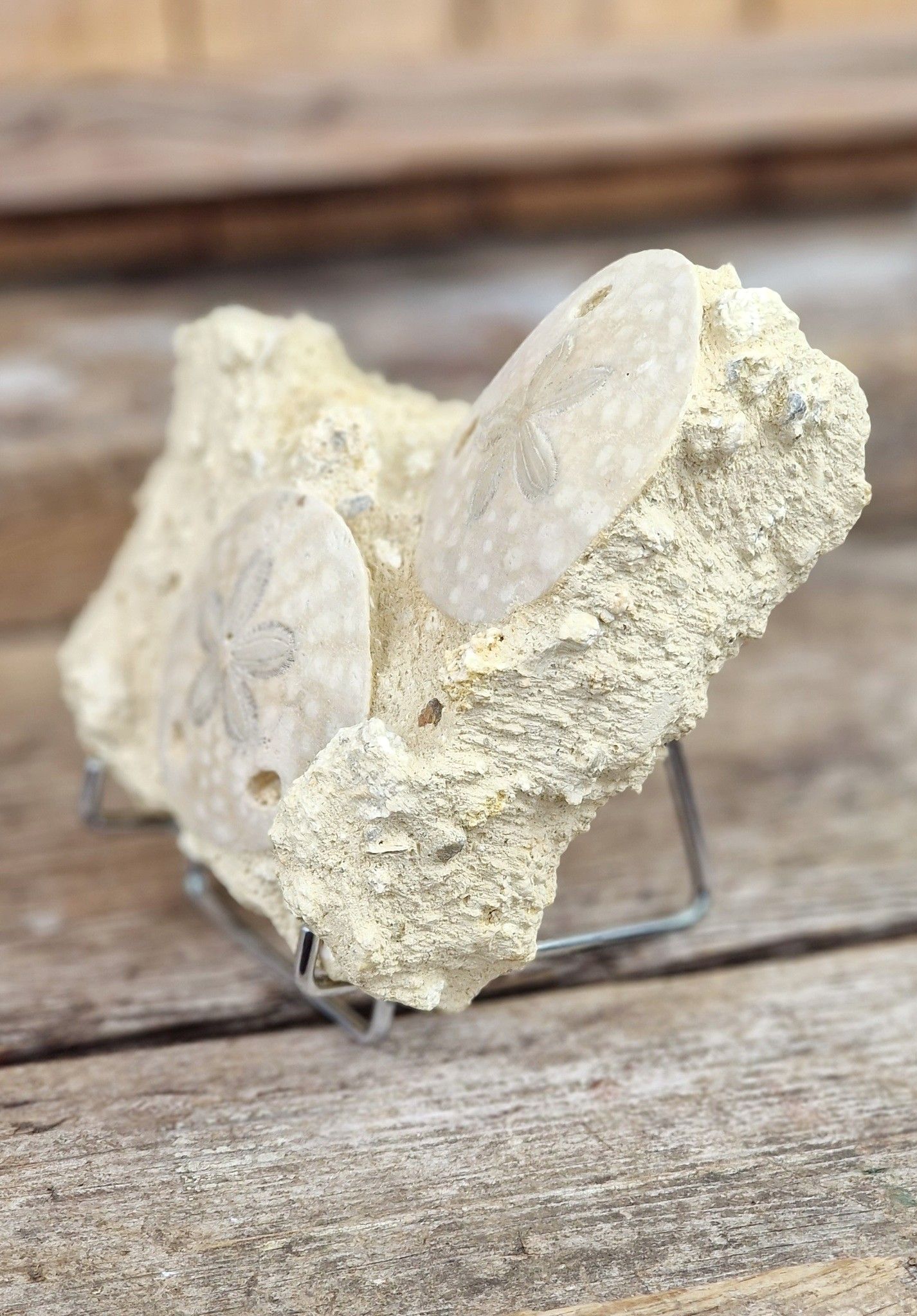 Scutella Sjöborre fossil