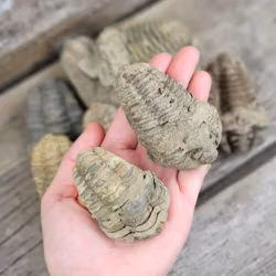 Trilobit fossil, mellan per styck