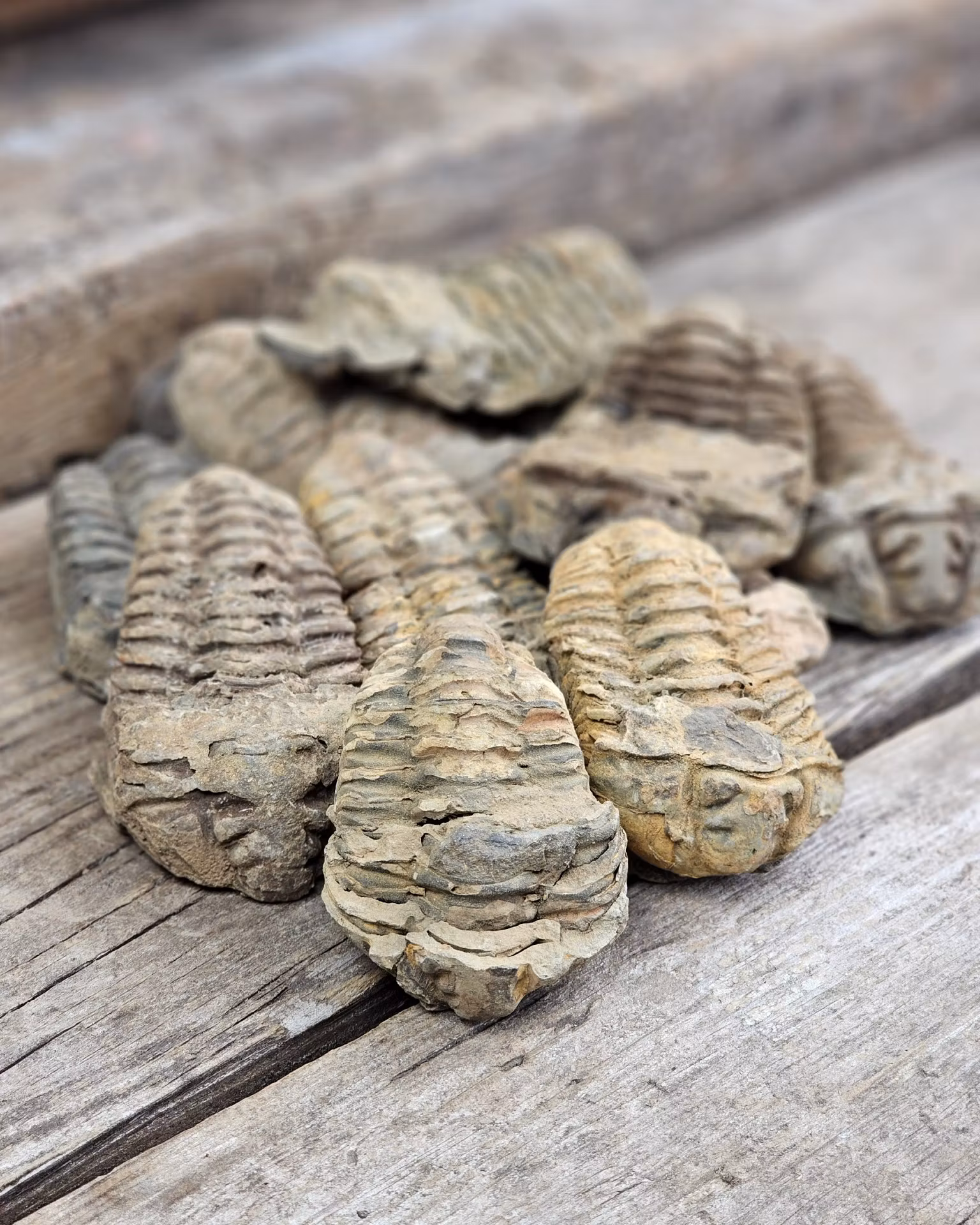 Trilobit fossil, mellan per styck