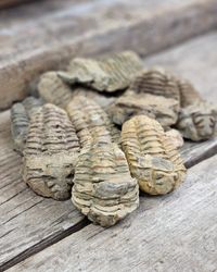 Trilobit fossil, mellan per styck