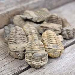Trilobit fossil, mellan per styck