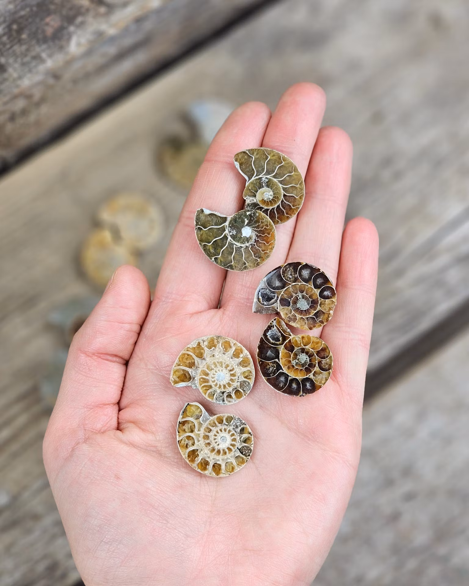 Ammonit par (Opaliserad fossil), små