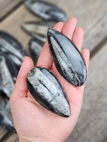 Ortoceratit Fossil mellan, per styck
