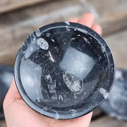 Ortoceratit Fossil, rund skål 12 cm