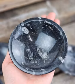 Ortoceratit Fossil, rund skål 12 cm