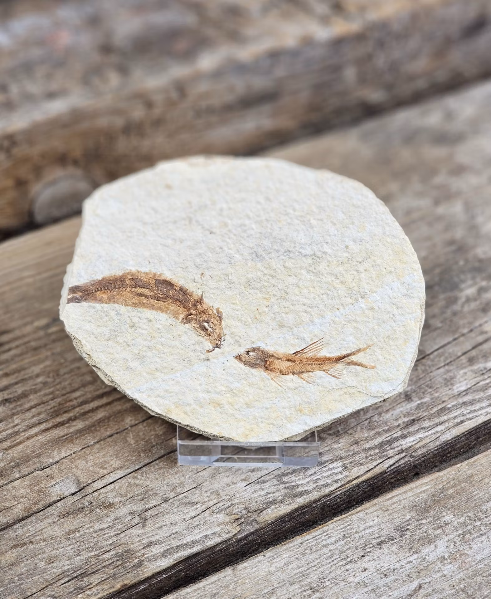 Knightia Eocaena, fiskfossil #1