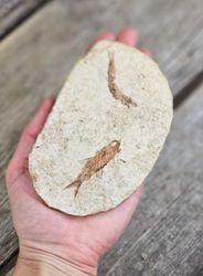 Knightia Eocaena, fiskfossil #2