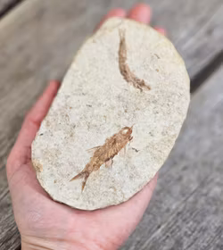 Knightia Eocaena, fiskfossil #2