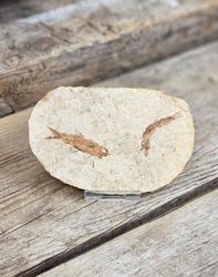 Knightia Eocaena, fiskfossil #2