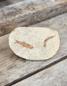 Knightia Eocaena, fiskfossil #2
