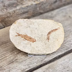 Knightia Eocaena, fiskfossil #2