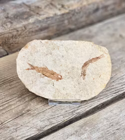 Knightia Eocaena, fiskfossil #2
