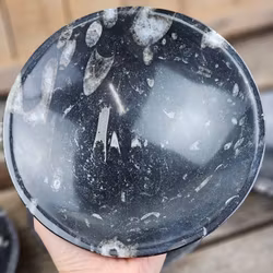 Ortoceratit Fossil, stor rund skål