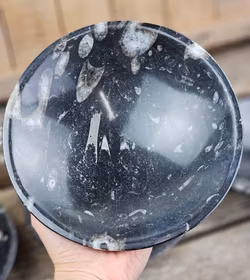Ortoceratit Fossil, stor rund skål