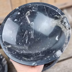 Ortoceratit Fossil, XL rund skål