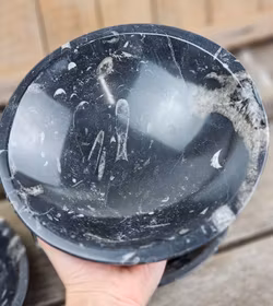 Ortoceratit Fossil, XL rund skål