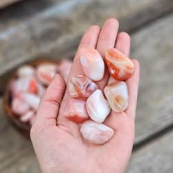 Aprikosagat, trumlad