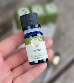 Song Of India - Tea Tree, Eterisk olja Aromaterapi
