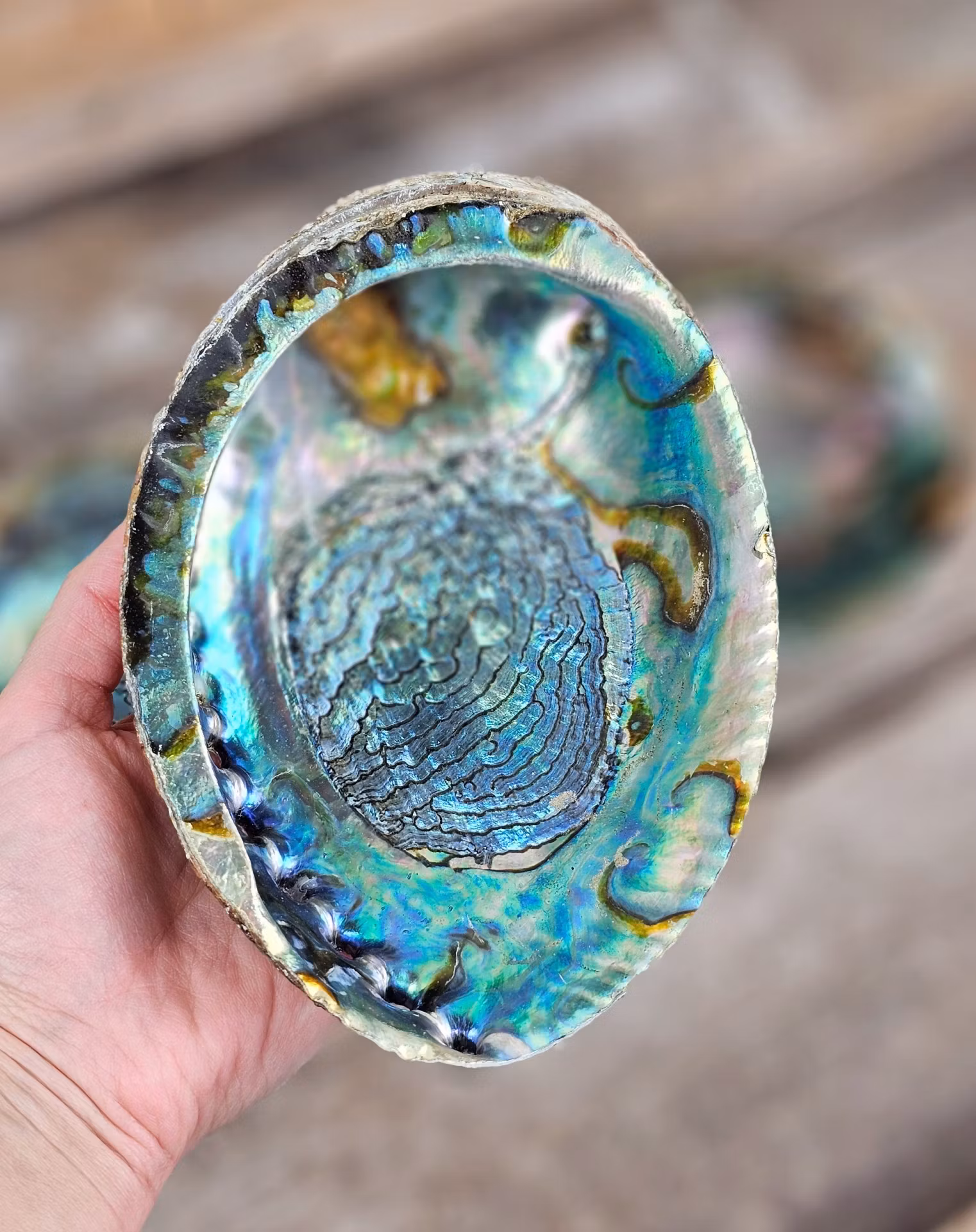 Paua Abalone snäcka, extra stor