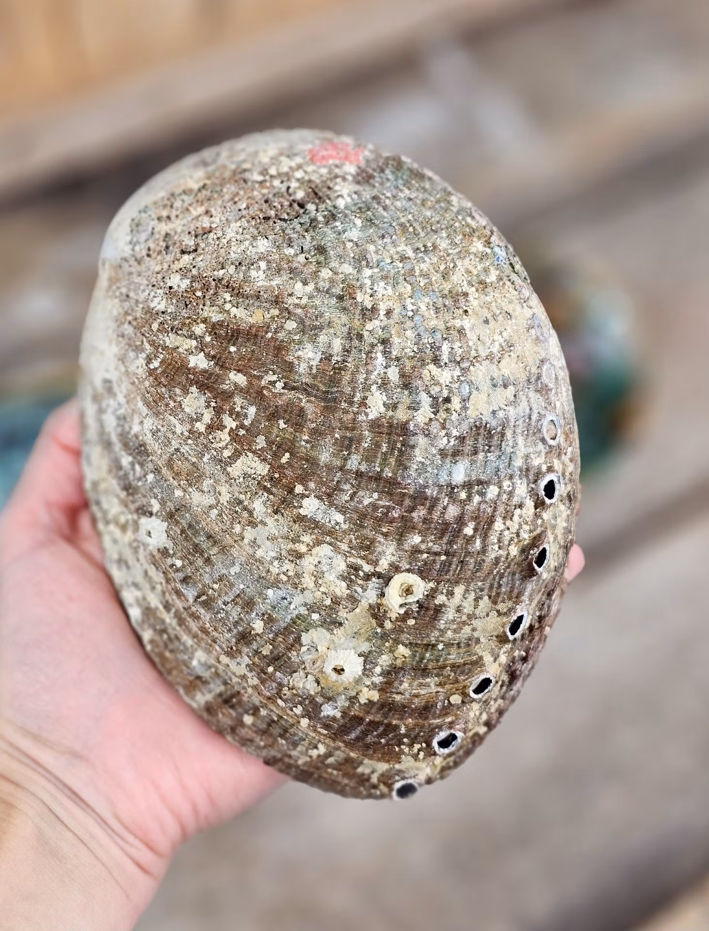 Paua Abalone snäcka, extra stor